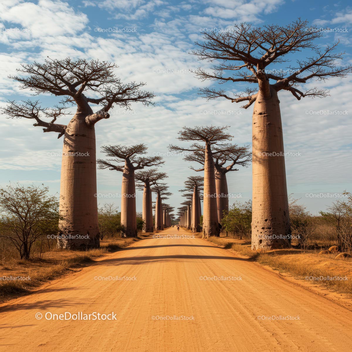 Majestatyczne drzewa baobabów rosnące wzdłuż drogi gruntowej na Madagaskarze
