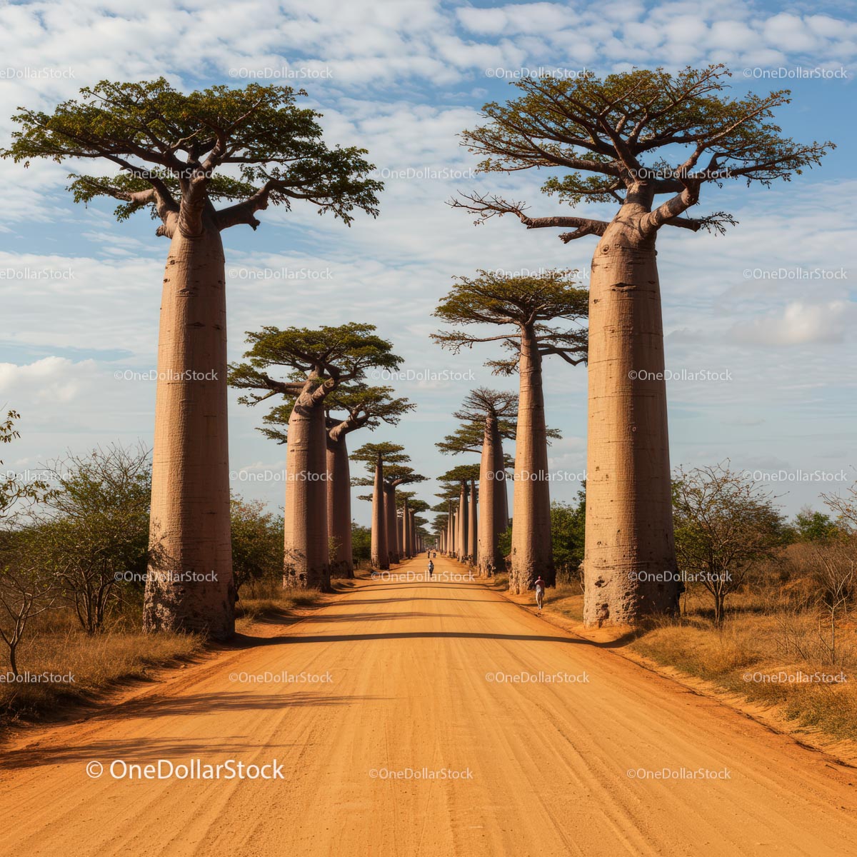 Majestatyczne baobaby wyścielające słoneczną ścieżkę na Madagaskarze