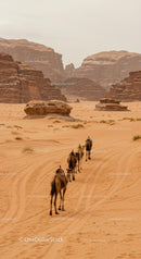 Camels Journeying Through Rugged Desert Landscape