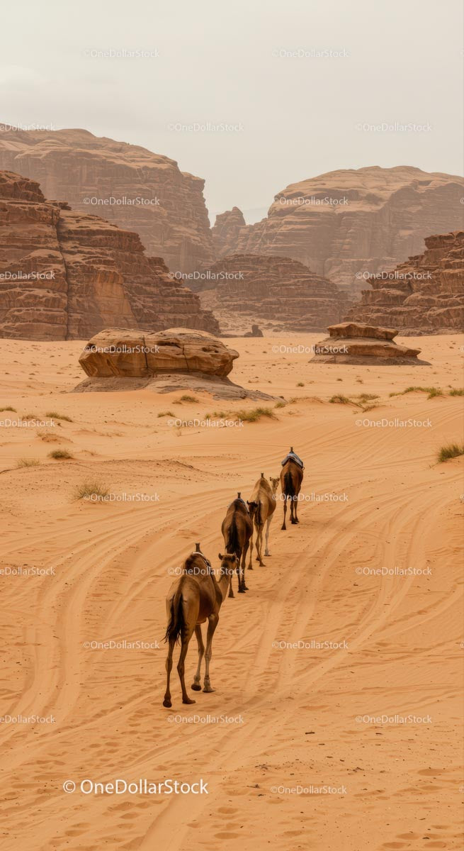 Camels Journeying Through Rugged Desert Landscape