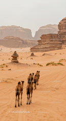 Caravan of Camels Journeying Through Sandy Desert