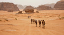 Camel Caravan Crossing Dramatic Desert Landscape