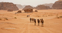 Camel Caravan Crossing Dramatic Desert Landscape