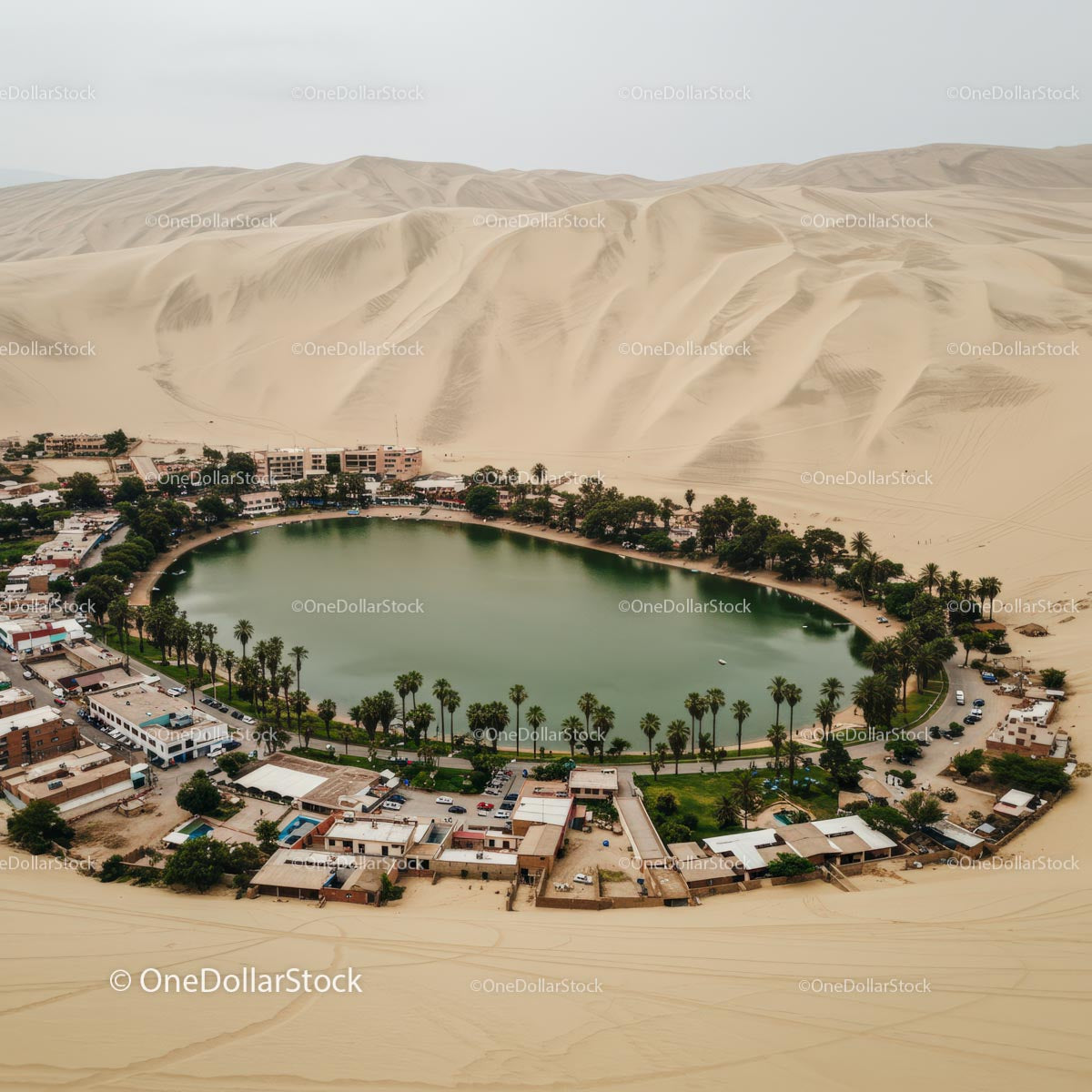 Idyllic Oasis Amidst Expansive Desert Sand Dunes