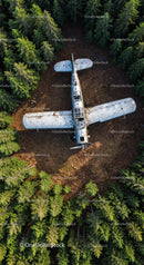 Abandoned Vintage Airplane Amidst Dense Pine Forest