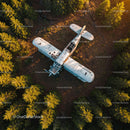 Abandoned Aircraft Amidst Lush Pine Forest