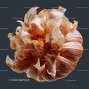 Close-Up of Detailed Garlic Bulb on Dark Background