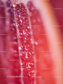 Macro Shot of Fresh Red Grapefruit with Water Droplets