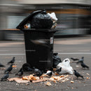 Pigeons Feeding Around Overfilled Trash Bin on City Street