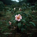 Pink Camellia Flower in Rainy Garden Setting