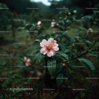 Pink Camellia Flower in Rainy Garden Setting