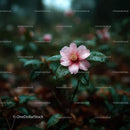 Pink Camellia in Dewy Garden Setting