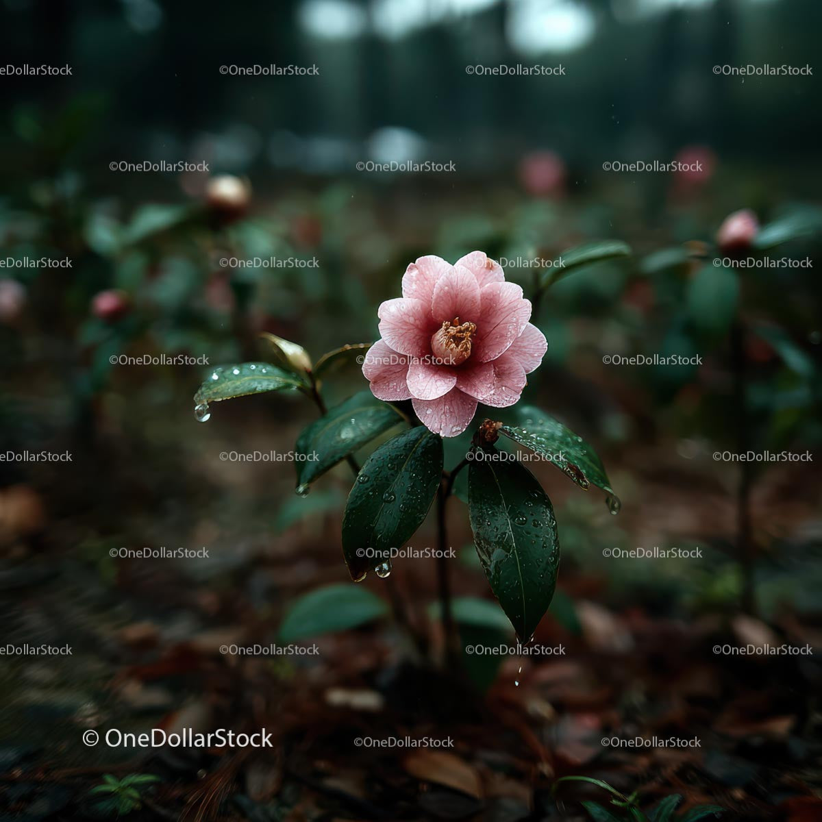Pink Camellia Flower in Rainy Garden Setting