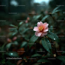 Pink Camellia Flower with Dewy Petals in Lush Garden