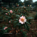 Blooming Camellia with Dewy Green Leaves