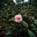 Pink Camellia Flower in Rainy Garden Setting