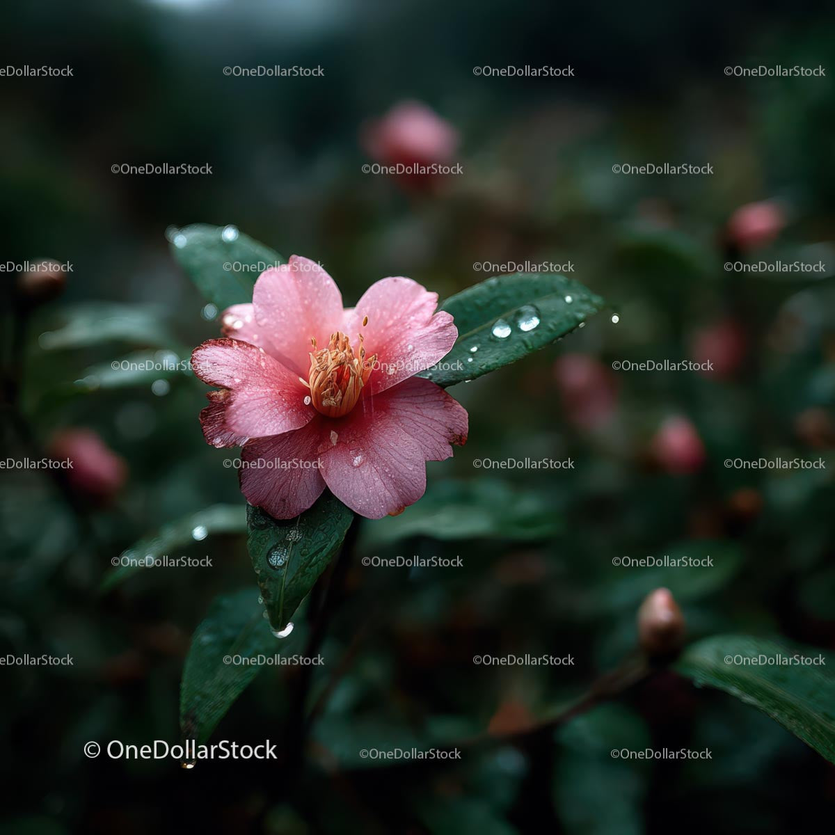 Pink Camellia Flower in Rainy Garden Setting