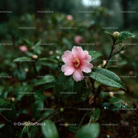 Pink Camellia Flower with Dewdrops on Green Leaves