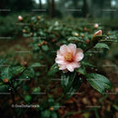 Pink Camellia Flower in Rainy Garden Setting