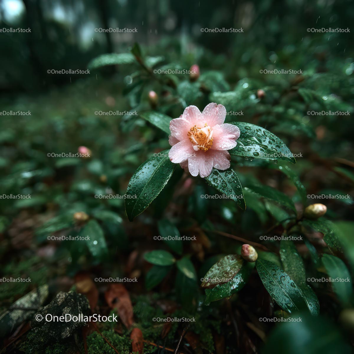 Pink Camellia Flower in Rainy Garden Setting