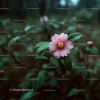 Pink Camellia with Dew in Lush Garden Setting