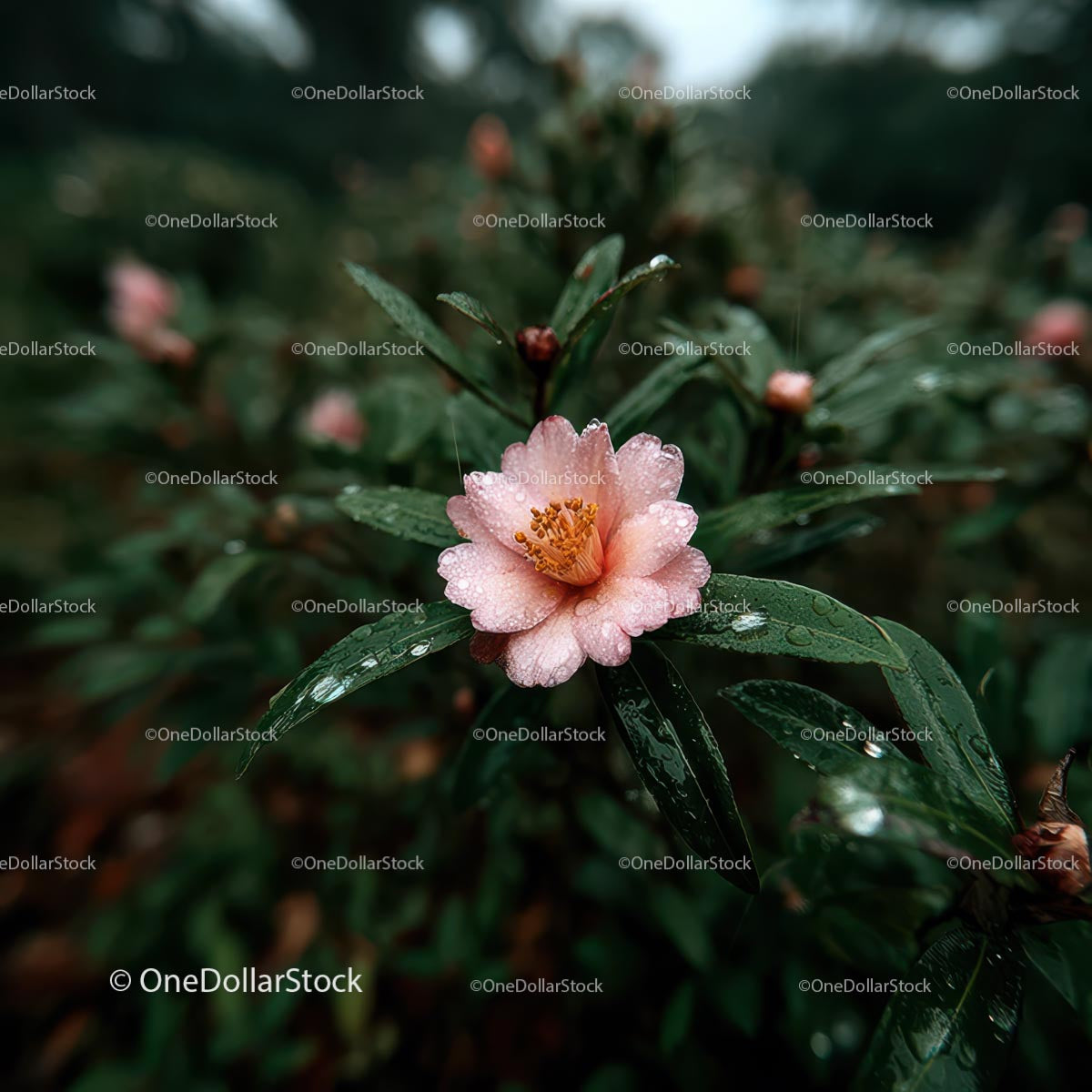 Pink Camellia Flower in Rainy Garden Setting