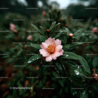 Pink Camellia Flower in Rainy Garden Setting