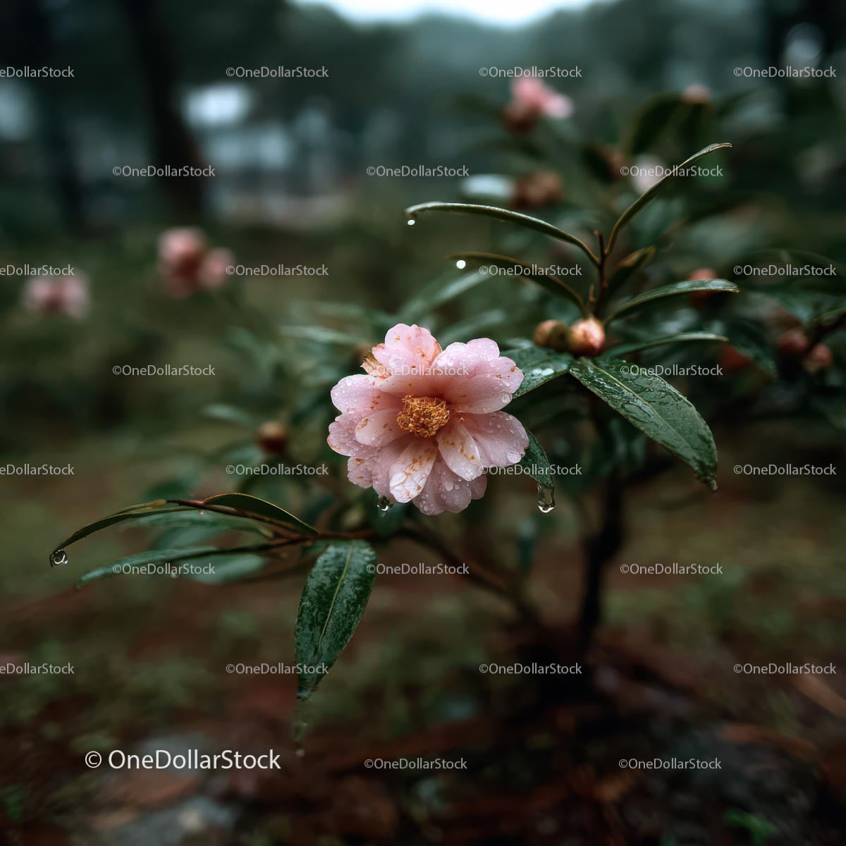 Pink Camellia Flower in Rainy Garden Setting
