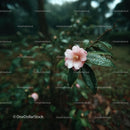 Pink Camellia Flower in Rainy Garden Setting