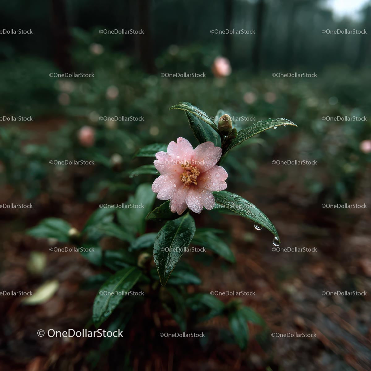 Pink Camellia Flower in Rainy Garden Setting