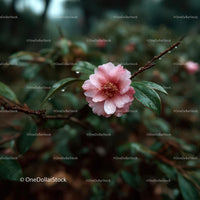 Dew-Kissed Pink Camellia in Lush Garden Setting