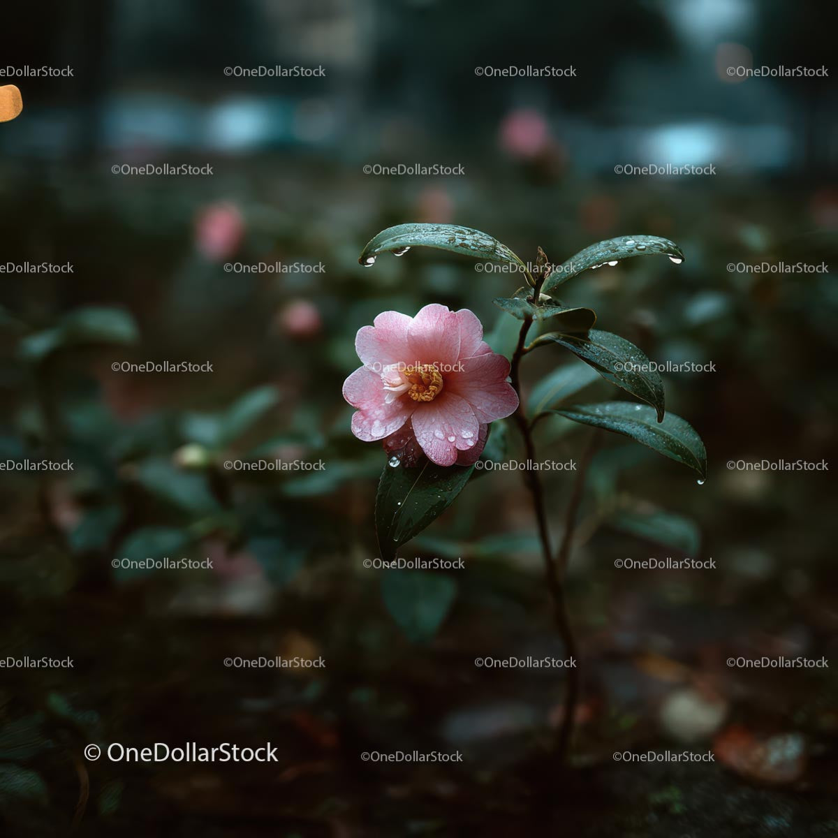 Pink Camellia Flower in Rainy Garden Setting