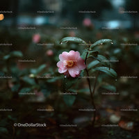 Pink Camellia Flower in Rainy Garden Setting
