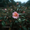 Pink Camellia Flower in Rainy Garden Setting