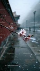 Cherry Blossoms Blooming Amidst Winter Snowfall