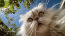 Fluffy Cat Under Green Leaves on a Clear Sunny Day