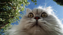 Close-Up of Fluffy Persian Cat Under Blue Sky