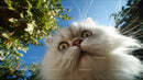 Close-Up of Fluffy Persian Cat in Sunny Garden