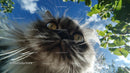 Fluffy Cat Gazing Under Blue Sky with Green Foilage