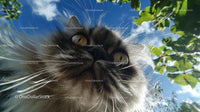 Fluffy Cat Gazing Under Blue Sky with Green Foilage