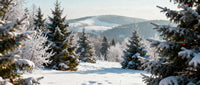 Snow-covered Christmas trees in a peaceful winter forest