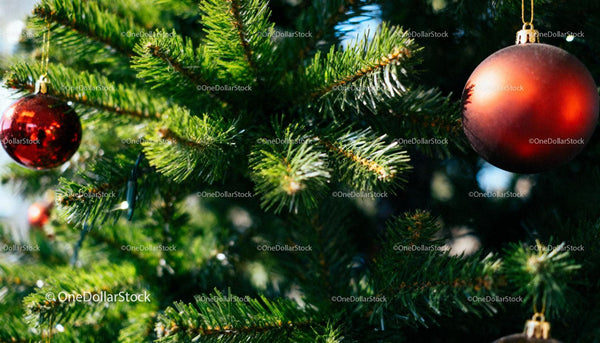 Close-Up of Festive Red Baubles on Christmas Tree