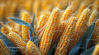 Close-up of Ripe Yellow Corn on Stalks in the Cornfield