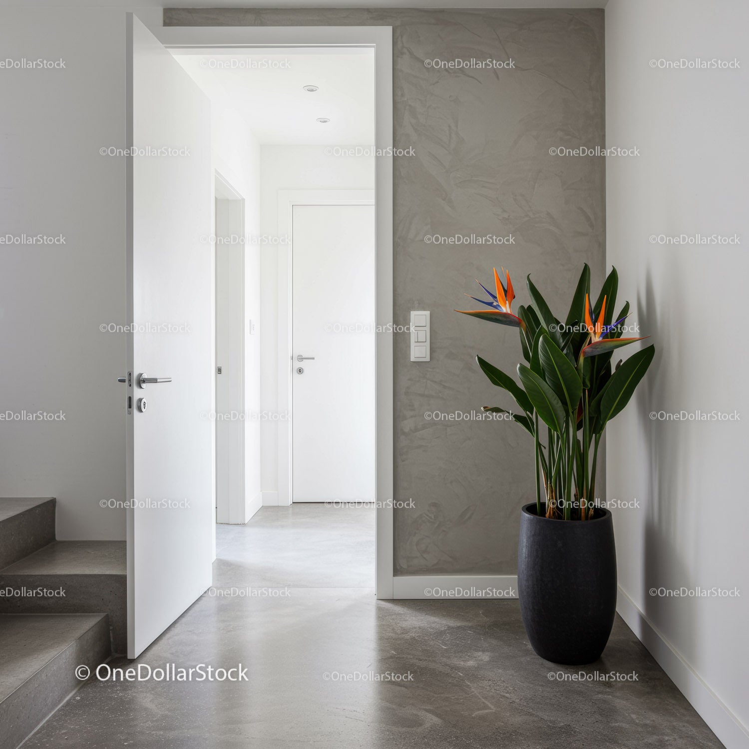 Modern Interior with Potted Tropical Plant and Gray Wall in Entryway