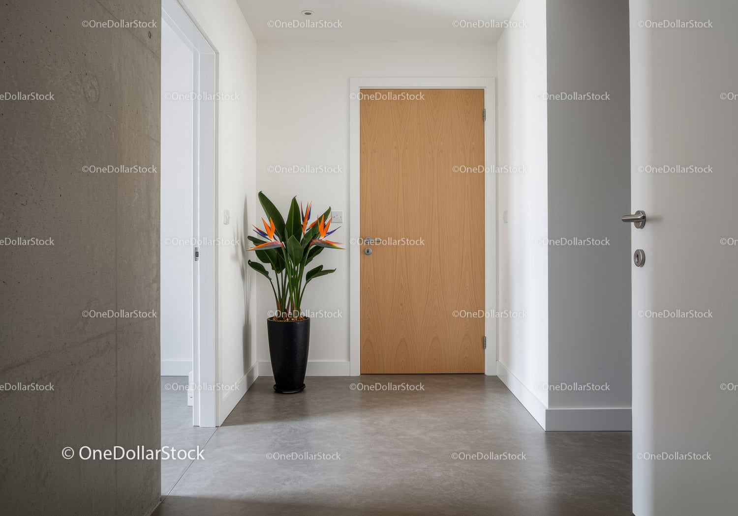 Nowoczesny korytarz z drewnianymi drzwiami i tropikalną rośliną w minimalistycznym wnętrzu