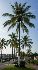 Tall Green Palm Trees in a Tropical Urban Park Scene