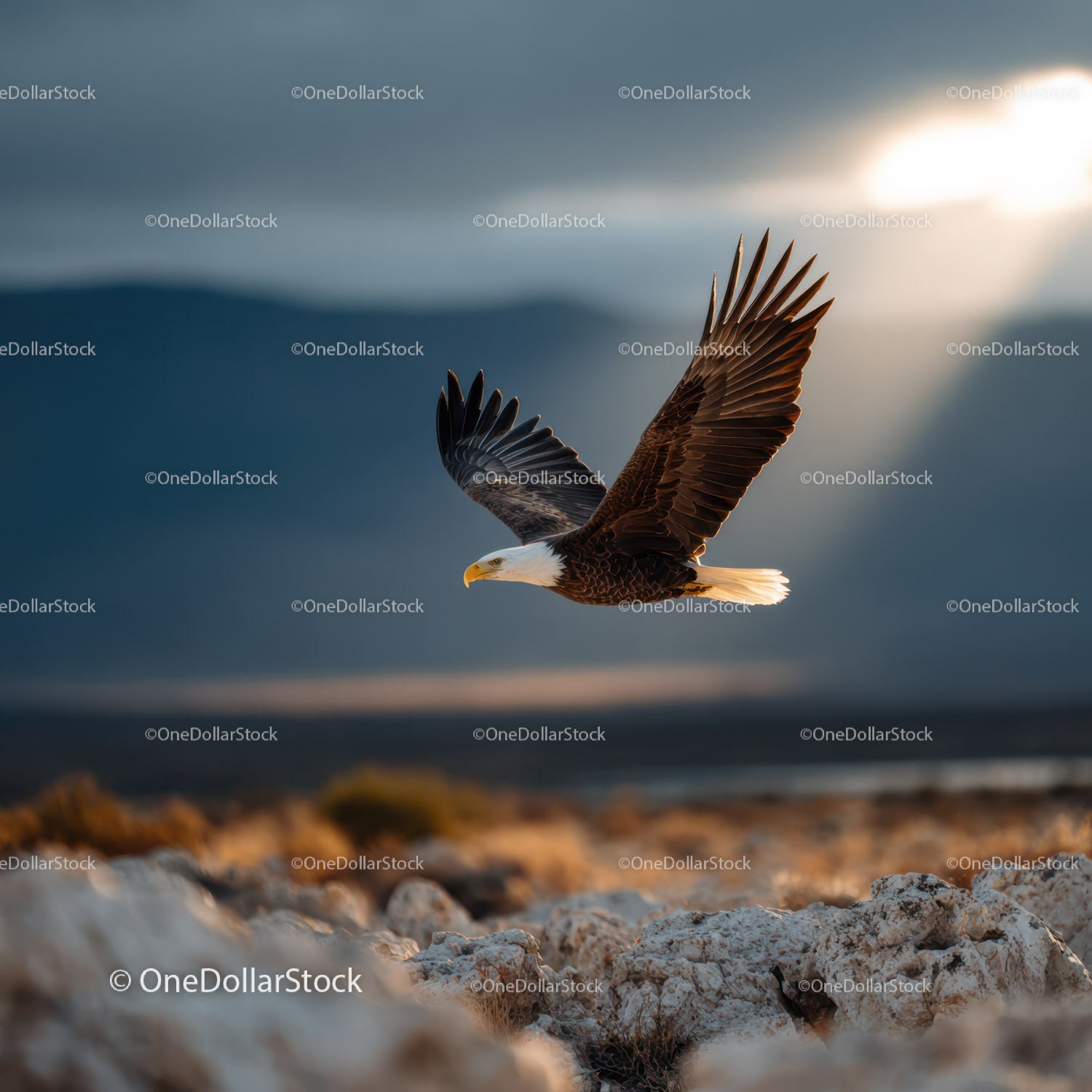 Majestic Bald Eagle Flying Over Rugged Rocky Landscape