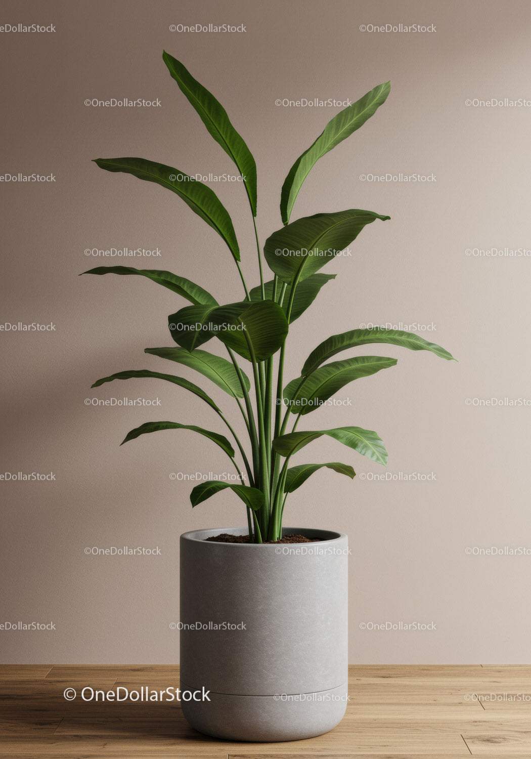 Green Indoor Plant in Modern Concrete Pot for Home Decor
