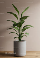 Green Indoor Plant in Modern Concrete Pot for Home Decor