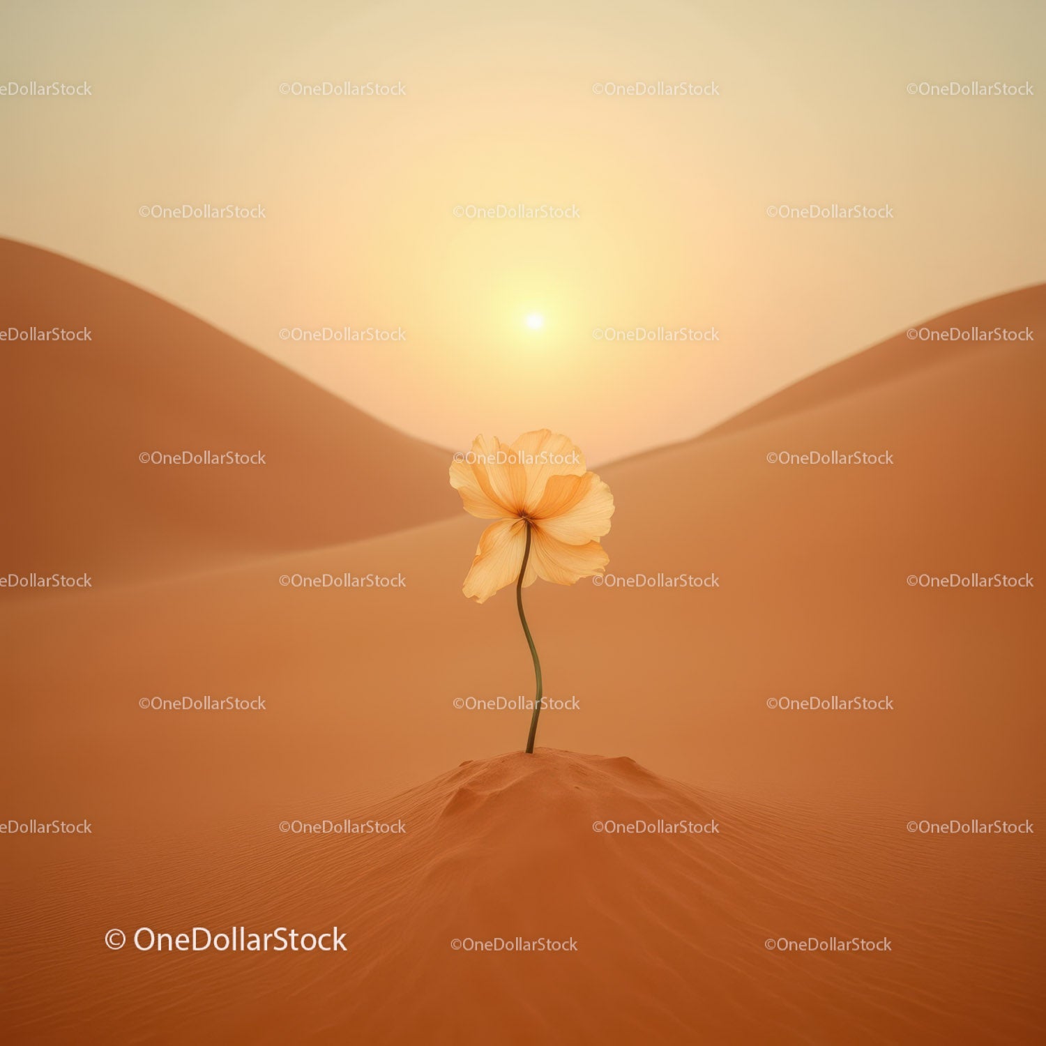 Delicate flower blooming alone in warm desert sunset